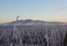 Domaine Yves Amberg