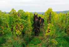 Domaine Yves Amberg