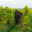Domaine Yves Amberg