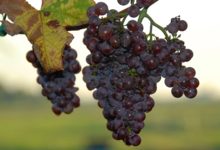 Domaine Yves Amberg
