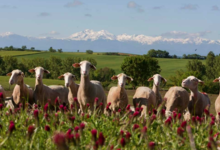 Audeline, glace au lait de brebis