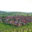 Domaine Albert Boxler