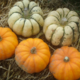Hervé Viola, mini courges