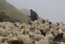 La Fromagerie des Embialades