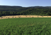 La Fromagerie des Embialades