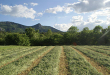 La Fromagerie des Embialades