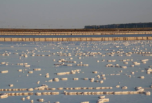 Salin de La Palme
