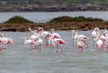 Salin de La Palme