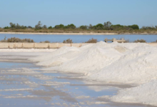 Salin de La Palme