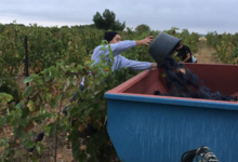 Domaine du Somail