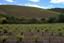 Domaine La Sarabande