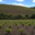 Domaine La Sarabande