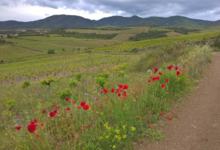 Domaine La Sarabande
