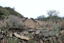 Domaine La Sarabande