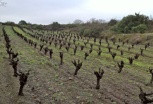 Domaine La Sarabande