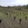 Domaine La Sarabande