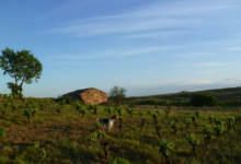 Domaine La Sarabande