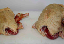 La Ferme Des Eglisieres. Canard