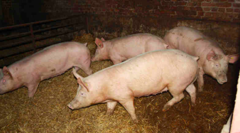 La Ferme Des Eglisieres. viande de porc