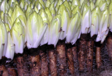 Le Moulin De Binard. endives