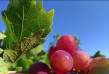 Domaine Jocelyn Raoux