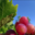 Domaine Jocelyn Raoux