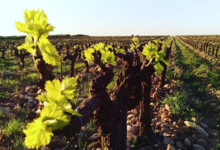 Domaine Jocelyn Raoux