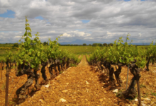 Domaine Jocelyn Raoux