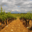 Domaine Jocelyn Raoux