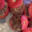 Boucherie Claparède. tomates farcies
