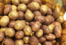 La Chocolaterie du Blason. les Pépites de Saint-Jean-de-Védas