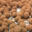 Biscuiterie des Cévennes. Truffes