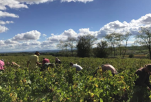 Domaine Plageoles