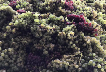 Domaine Plageoles