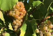 Domaine Plageoles