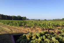 Domaine Plageoles