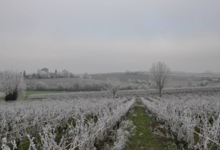 Domaine Plageoles