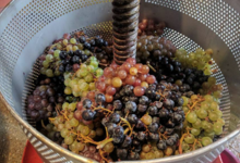 Domaine Peyres Roses
