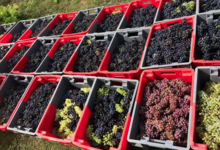 Domaine Peyres Roses