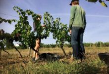 Domaine Peyres Roses