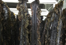 C-Weed Aquaculture. Algues alimentaires