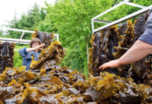 C-Weed Aquaculture. Algues alimentaires