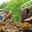 C-Weed Aquaculture. Algues alimentaires