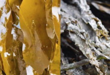 C-Weed Aquaculture. Algues alimentaires