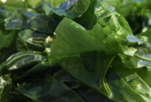 C-Weed Aquaculture. Algues alimentaires