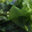 C-Weed Aquaculture. Algues alimentaires