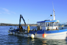 C-Weed Aquaculture. Algues alimentaires