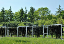 C-Weed Aquaculture. Algues alimentaires