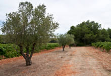 Château Saint Martin de la Garrigue