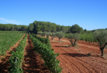 Château Saint Martin de la Garrigue